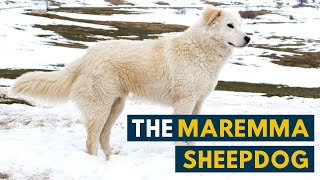 Maremma Sheepdog 7 Reasons Why We Love The Italian Flock Guardian [upl. by Berton577]