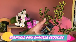 COMO ENRAIZAR ESQUEJES CUALQUIER PLANTA  COMO USAR LOS ENRAIZADORES DE PLANTAS [upl. by Richel382]