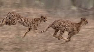 WILDLIFE IN AFRICA  Lion Safari in Ruaha National Park Tanzania Africa [upl. by Sema]