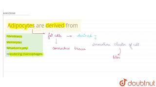 Adipocytes are derived from  11  STRUCTURAL ORGANISATION IN ANIMALS  BIOLOGY  AAKASH SERIES [upl. by Moia]