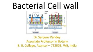 Bacterial Cell wall structure and chemistry [upl. by Sebastian]