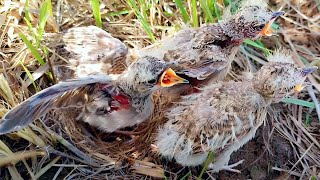 Skylark babies unfurling wings and going to fly away BirdPlusAnimals [upl. by Kloman]