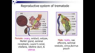 16 Introduction to Trematodes I720P HD [upl. by Selwin224]