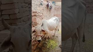 Cow 🐄 ko kya ho gia quotSubscribe My YouTube subscribe kabootarandakaisedetehain funnycomment belik [upl. by Maje]