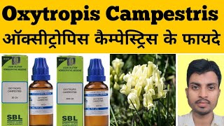 Oxytropis Campestris Oxytropis Homeopathic Medicineऑक्सीट्रोपिस themahafuzurhomeopathy [upl. by Marcellus]