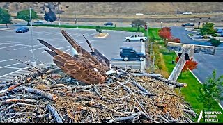 Finnegan brings Iris half a fish and stays to do some housekeeping 2024 09 01 00 07 04 041 [upl. by Hull]