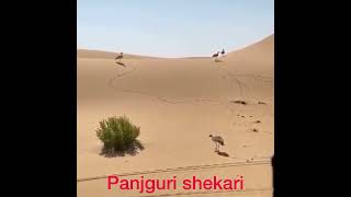 Hunting by M60 machine gun flying shoot 👍👌🏻 houbara bustard hunting video in Balochistan Baloch [upl. by Olotrab257]