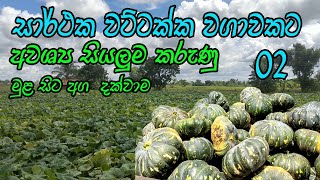 වට්ටක්කා වගාව මුල සිට අග දක්වා සියළු විස්තර  pumpkin cultivation  wattakka wagawa [upl. by Schwinn]