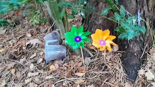 Random find in woodlands wythenshawe Park possible a memorial 🌳🌹🐿 [upl. by Yoho]