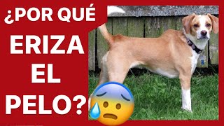 ¿¿¿POR QUÉ SE LE ERIZA EL PELO A MI PERRO 🤔 [upl. by Leverick]