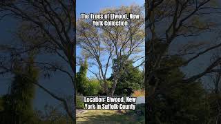 The Trees of Elwood Collection 16 [upl. by Ycrep]