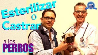 quotESTERILIZAR O CASTRARquot Diferencia y Ventajas [upl. by Mills]