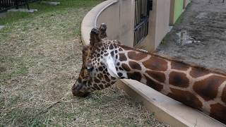 You fed a giraffe ASAHIKAWA Zoo Hokkaido Japan [upl. by Telfer]