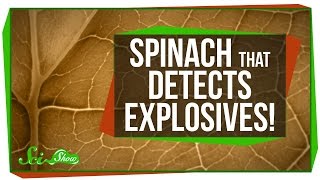 Spinach That Detects Explosives [upl. by Mosier251]