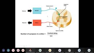 CNS301 Physiology  Lec 2  Synaptic transmission amp Organisation of neuronal pools  Dr hani [upl. by Whall]