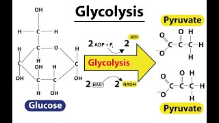 Fate of Glucose at the End of Glycolysis and Steps in Glycolysis Pathway [upl. by Yddub]