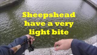 Sheepshead fishing in Charleston South Carolina [upl. by Austina492]