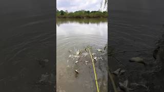 Fishing with a new style fishing rod fishing tidefishing fishingrod fish [upl. by Gnort]