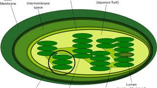 Intermembrane space  Wikipedia audio article [upl. by Atika]