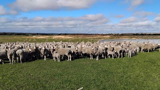 The Gator threw an oil filter and Tailing Lambs  West Australian Sheep Farm Vlog [upl. by Inalak]