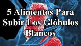 TOP 5  Alimentos Para Subir Los Glóbulos Blancos 👍 [upl. by Kcirred]