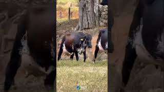 Girlando cow Top breedera beauty queen likes and subscribe [upl. by Benjamin116]