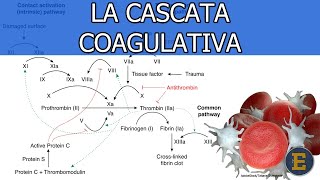 45 La cascata coagulativa 350 min [upl. by Tyson440]