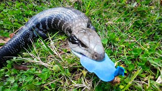 VERY ANGRY Blue Tongue Lizard gets defensive when approached [upl. by Anila]