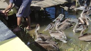 Pelicans Eating Fish  Large Fish eating Bird [upl. by Sonitnatsok837]