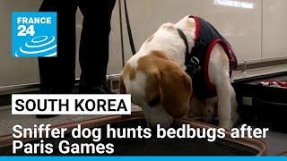 South Korea employs sniffer dog to keep bedbugs out of country after Paris Olympics • FRANCE 24 [upl. by Netaf]