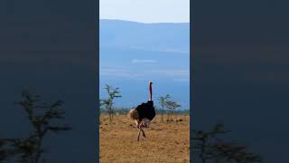 Masai Ostrichs Mating Dance ostrich mating dance wildlife bird nature dance masai HA22893 [upl. by Julina847]