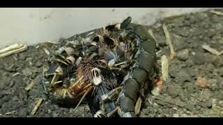 Acanthoscurria Geniculata VS Scolopendra Hainanum [upl. by Feetal]