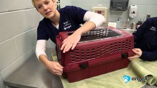 How to Put Your Cat in the Carrier [upl. by Sirtaeb]