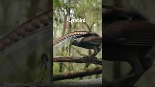 Lyrebird amazing mimicking art [upl. by Abie935]