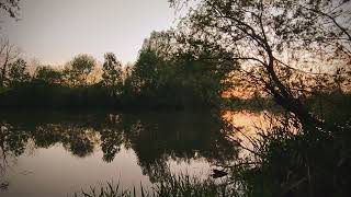 Forest Birdsong Lake Nature SoundsRelaxing Bird Sounds SleepingCalming Birds Chirping Ambience [upl. by Buke]