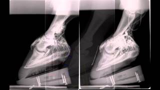 Acute laminitis radiographic and venographic progression [upl. by Lledroc]