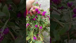 Gomphrena plant care tips shorts [upl. by Kciderf]