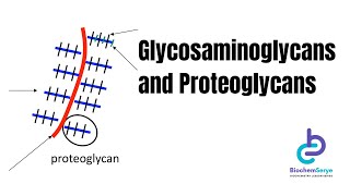 GlycosaminoglycansProteoglycans  Biochemistry [upl. by Ayna]