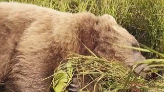 Hiker Accidentally Shoots Himself While Fighting Bear [upl. by Ettesil]