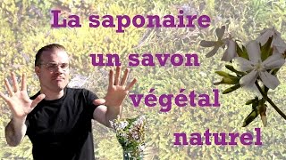 la saponaire  un savon végétal naturel [upl. by Ahsinotna]