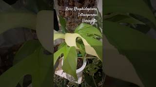 Rhaphidophora Tetrasperma variegata  rare variegated aroid plant rareplants aroids plantlover [upl. by Arze971]