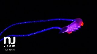 Illuminated Kite Fly at the 2018 Wildwoods Kite Festival [upl. by Asilrahc]