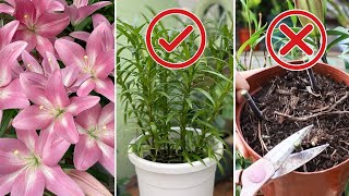 Lilies Done Blooming 3 Steps to Make Them Rebloom Next Season [upl. by Birchard]