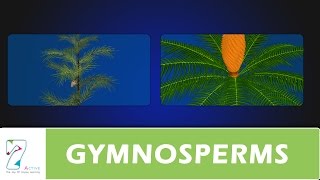 GYMNOSPERMS [upl. by Ethelda]