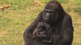 Een unieke gorillatweeling  Burgers Zoo Natuurlijk  Arnhem [upl. by Eanahc980]