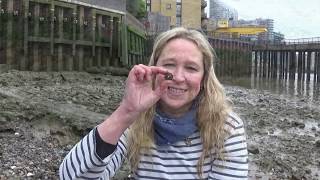 Mudlarking the River Thames  A very hard to access part of the foreshore [upl. by Jacki232]