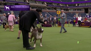 Bull Terriers Colored  Breed Judging 2023 [upl. by Wolfram]