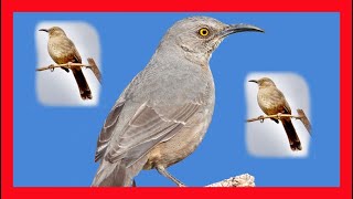 Curved Billed Thrasher Song Call Chirp  Cuitlacoche Pico Curvo Canto  Toxostoma Curvirostre [upl. by Davida747]