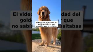 Esta es una señal para tener un Golden Retriever🐾❤️ [upl. by Vod]