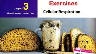 Sec 2\ Biology 1st term\ Chapter 3\ Lesson 1 Cellular respiration  Exercises  بايو ثانية ثانوى [upl. by Orfield]